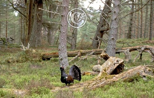 Capercaillie in Woods DM0529
